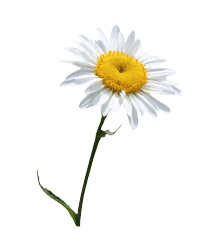 Camomile Png Image PNG Image