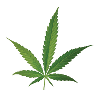 Cannabis PNG
