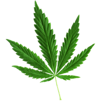 Cannabis PNG