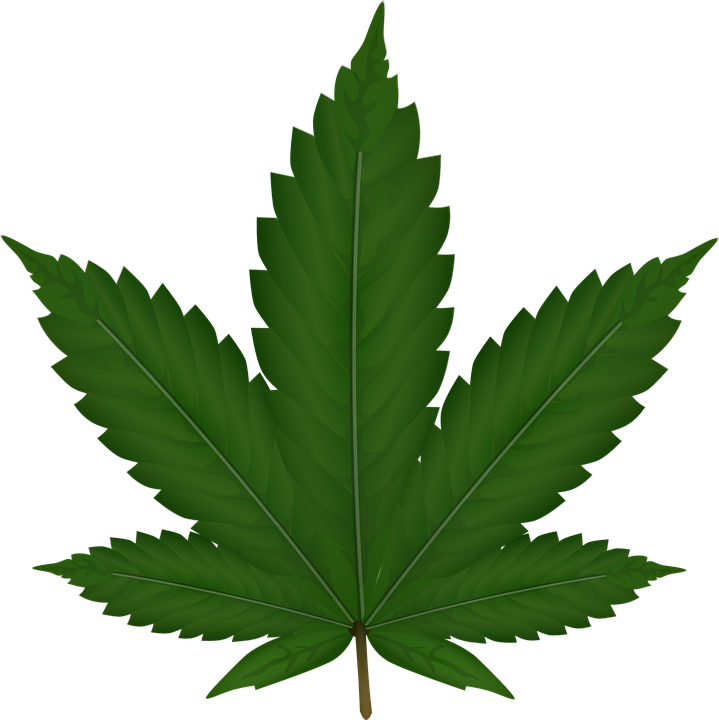 Cannabis Transparent PNG Image