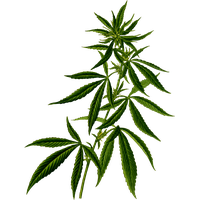 Cannabis PNG