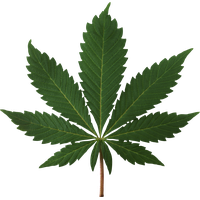 Cannabis PNG