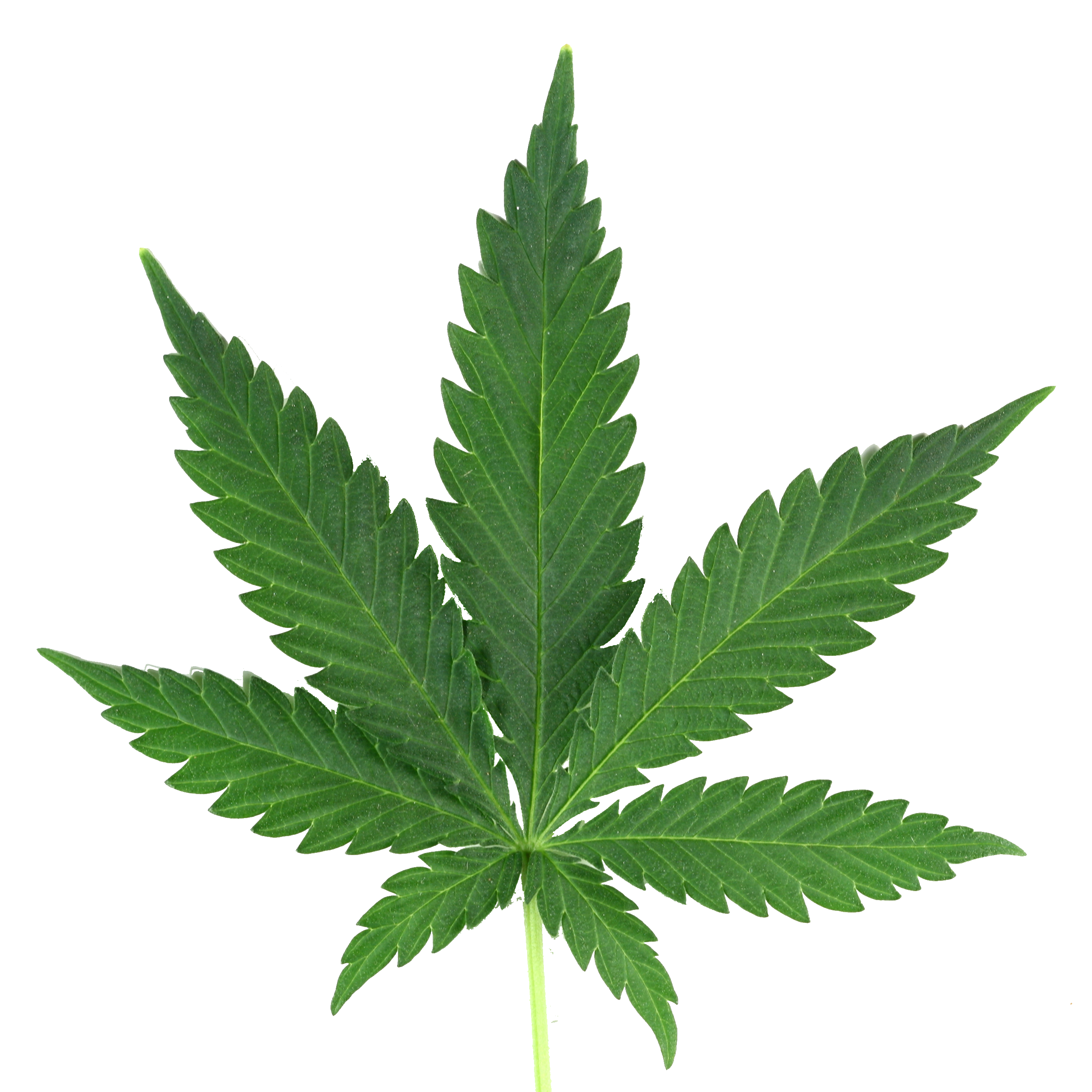 Cannabis Transparent PNG Image