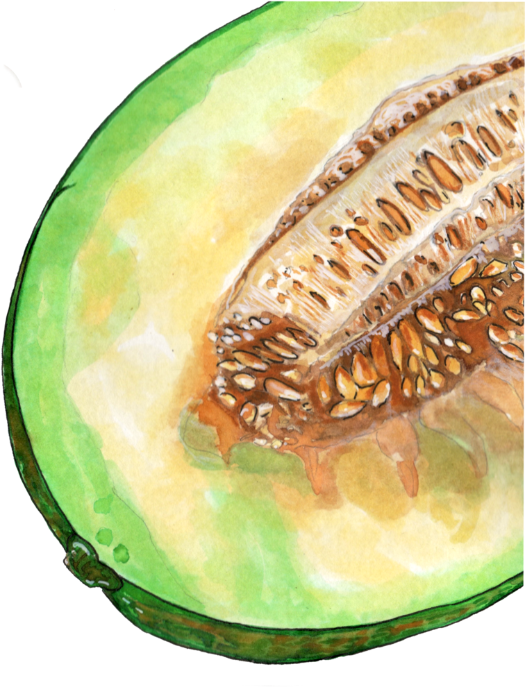 Cantaloupe Download HQ PNG Image