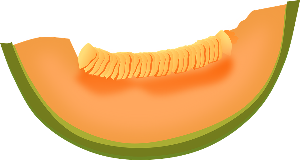 Cantaloupe Slice Free Clipart HD PNG Image