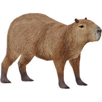 Capybara PNG