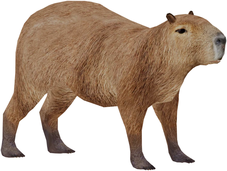 Capybara Transparent PNG Image