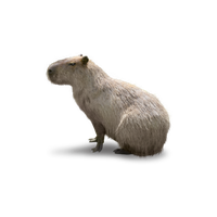 Capybara PNG