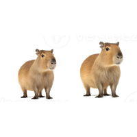 Capybara Transparent PNG Image