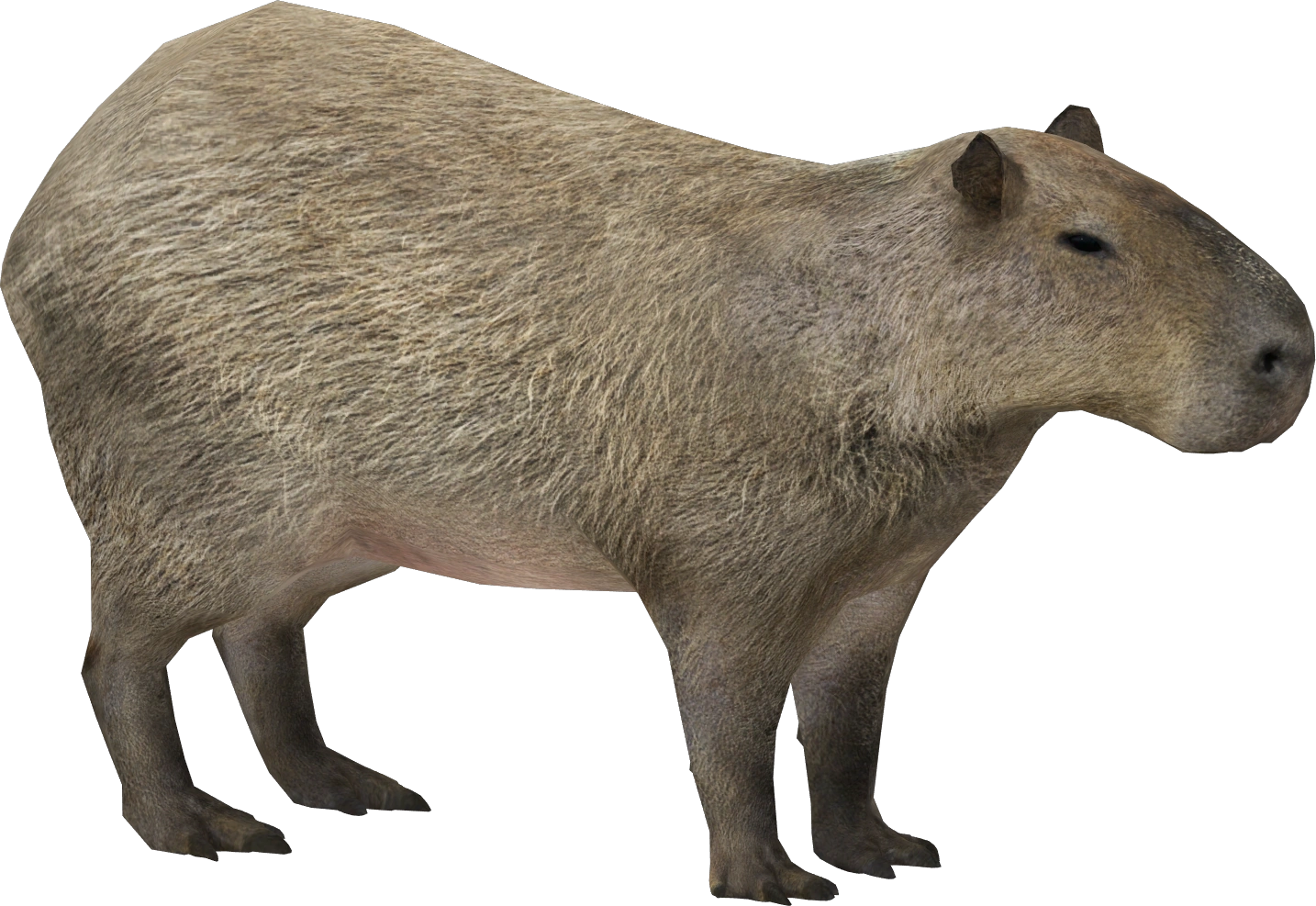 Capybara Transparent PNG Image
