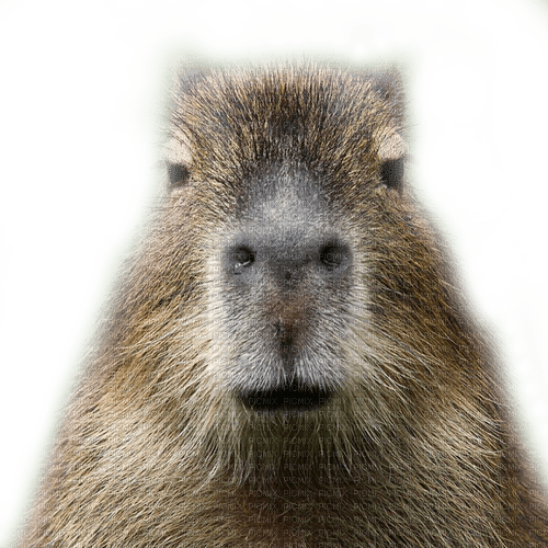 Capybara Transparent PNG Image
