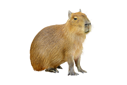Capybara Transparent PNG Image