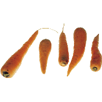 Carrots Png Image