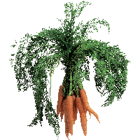 Carrot Png Image