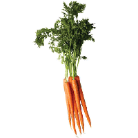 Carrot Png Image