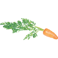 Carrot Png Image