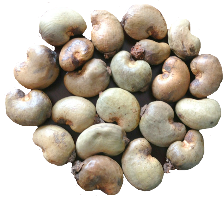 Photos Nut Cashew Organic Free Download Image PNG Image