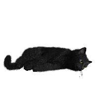 Download Black Cat Transparent Picture HQ PNG Image | FreePNGImg