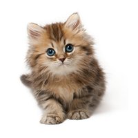 Cat Png 9 PNG Image