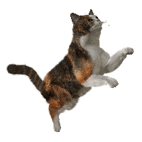 Cat Png Image Download Picture Kitten PNG Image