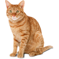 Cat Png PNG Image