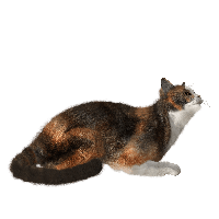 Cat Png Image PNG Image