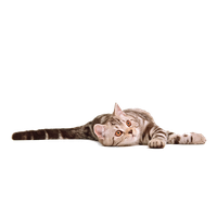 Cat Png 12 PNG