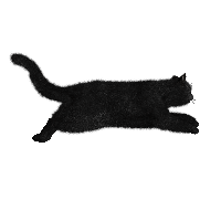 Cat Png Image Transparent HQ PNG Download | FreePNGImg
