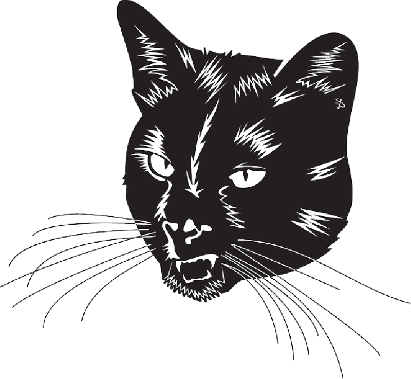 Vector Cat Free Download Image PNG Image