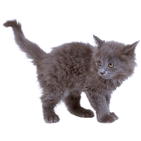 Kitten Png Image Download Picture  PNG Image