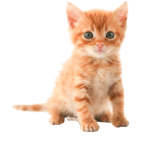 Police Hd Transparent, Police Cat, Cute, Cat, Funny PNG Image For Free  Download