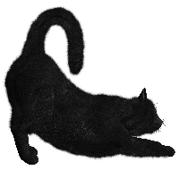 Download Cat Png Image Download Picture Kitten HQ PNG Image | FreePNGImg