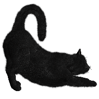 Cat Png Image Download Picture Kitten Transparent Hq Png Download 