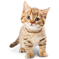 Adorable Cat PNG Image