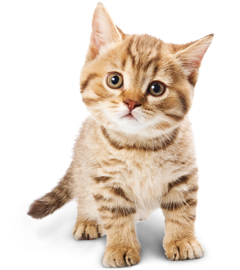 Adorable Cat Transparent PNG Image