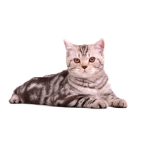 Cat Sitting PNG