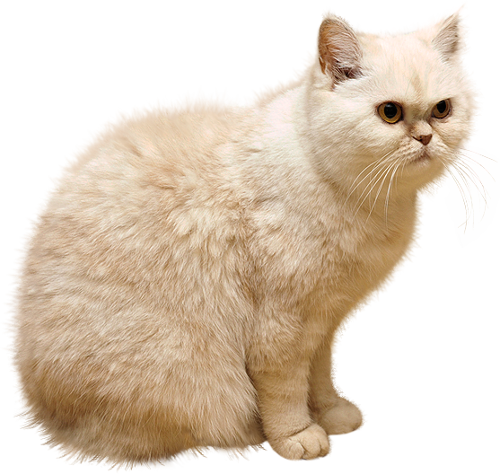 White Cat PNG Image