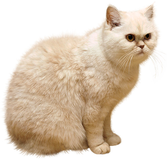 White Cat Transparent PNG Image