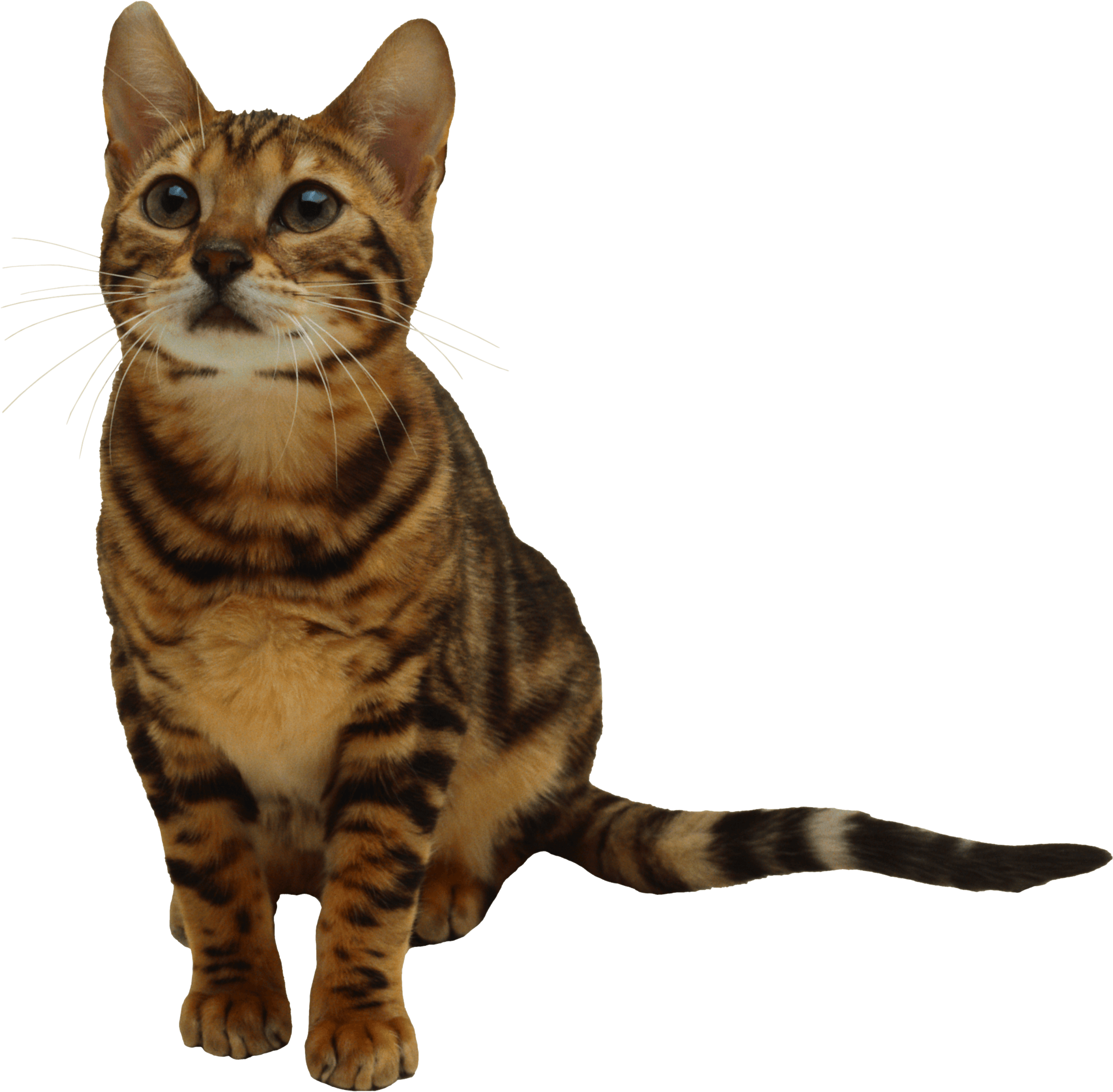 Download Kitten Image Hq Png Image Freepngimg