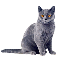 Cat Png 14 Transparent PNG Image