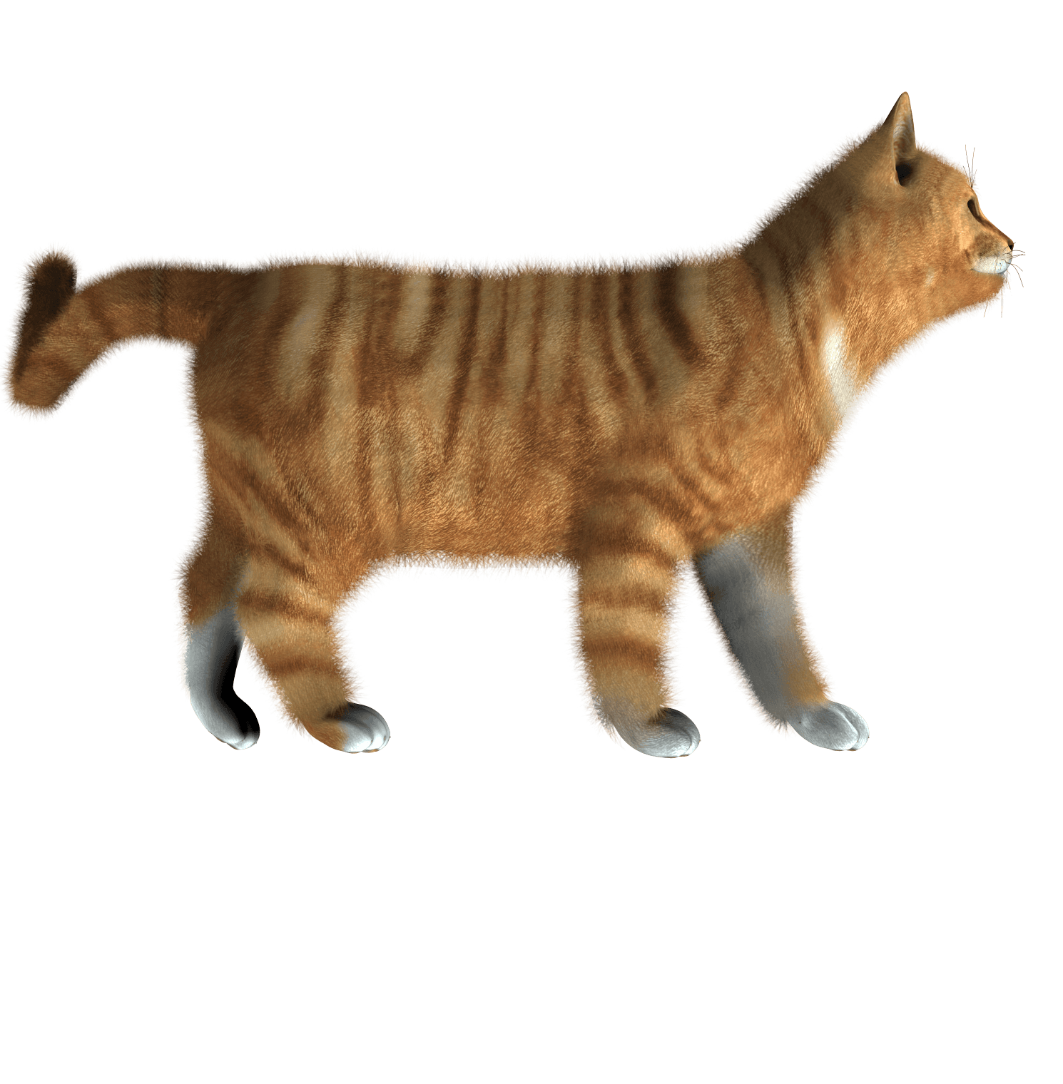 Cat Png Image Kitten Png PNG Image