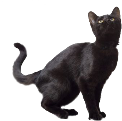 Black cat png images