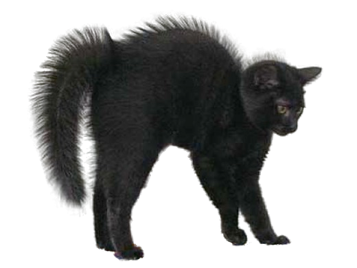 Black Cat Image PNG Image