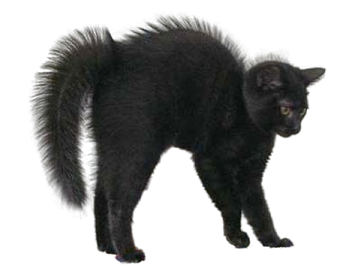 Black Cat Image Transparent PNG Image