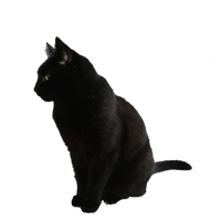 Download Black Cat Transparent Background HQ PNG Image | FreePNGImg