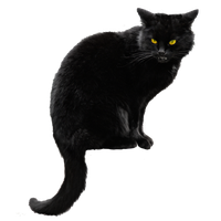 Download Cat Free PNG photo images and clipart | FreePNGImg