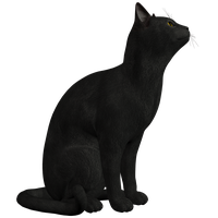 Download Cat Free PNG photo images and clipart | FreePNGImg