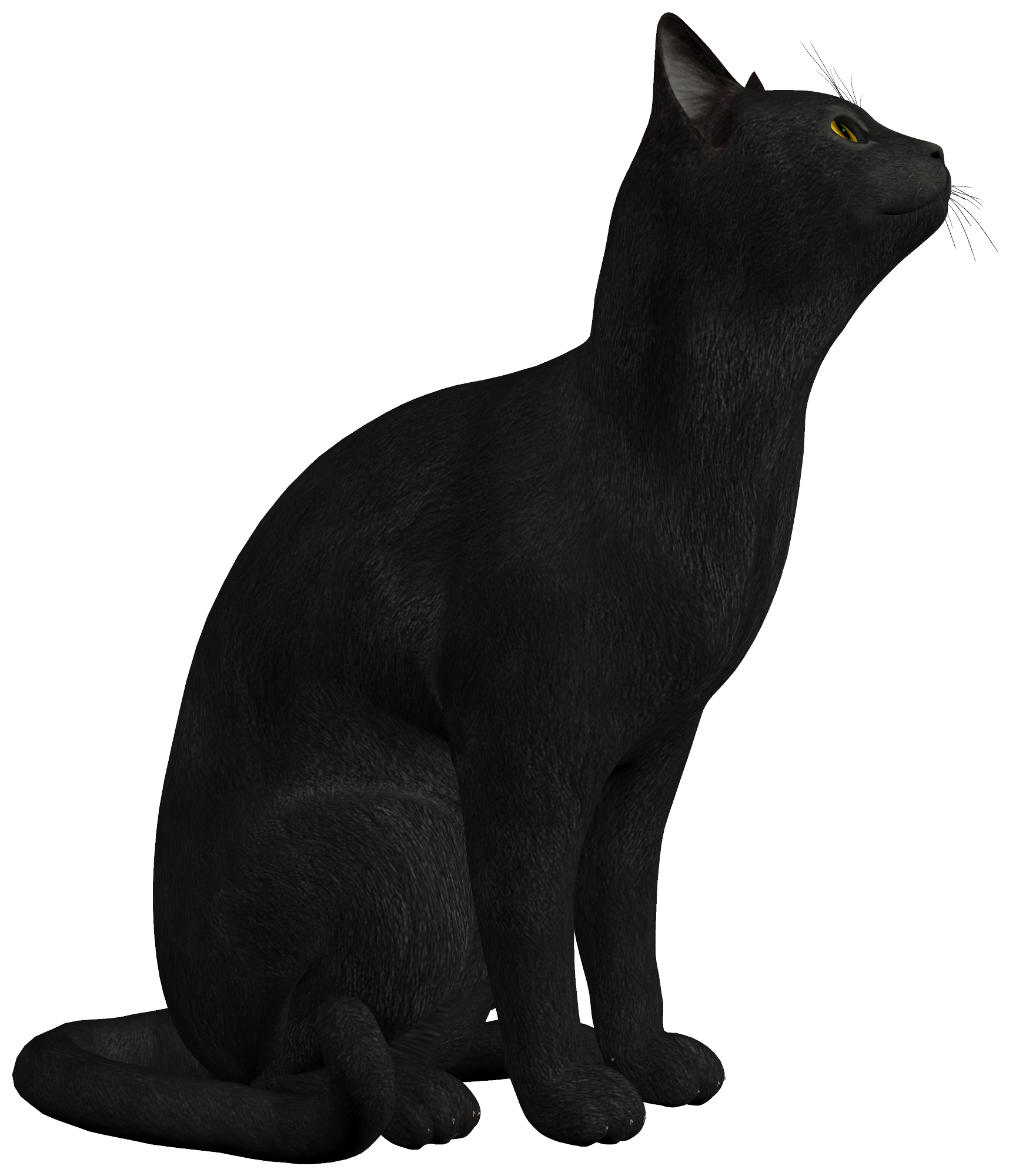 Download Black Cat Photo HQ PNG Image | FreePNGImg