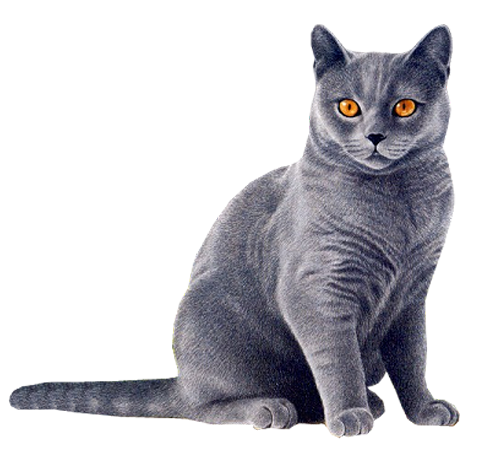 Cat Picture Transparent PNG Image