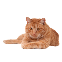 Cat Transparent PNG Image